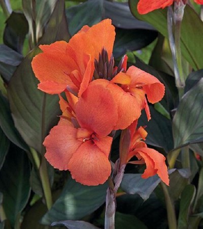 Canna Lily Cannova® Bronze Orange